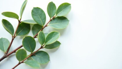 Freshly picked eucalyptus branches on a clean white surface, tree, herb, fresh