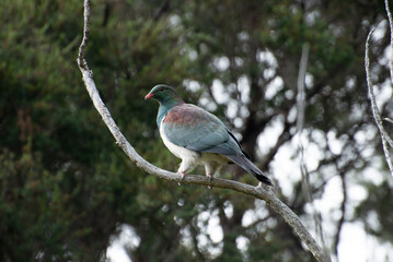 Kereru, or New Zealand pigeon (hemiphaga novaeseelandiae) perched high in a tree.