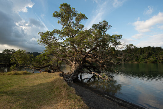 Old pōhutukawa tree (metrosideros excelsa) growing on the bank of the Puhoi River estuary. Wenderholm Regional Park, Auckland, New Zealand.