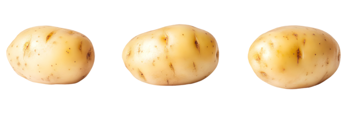 Three brown organic acorns, a starch-free fruit, isolated on white