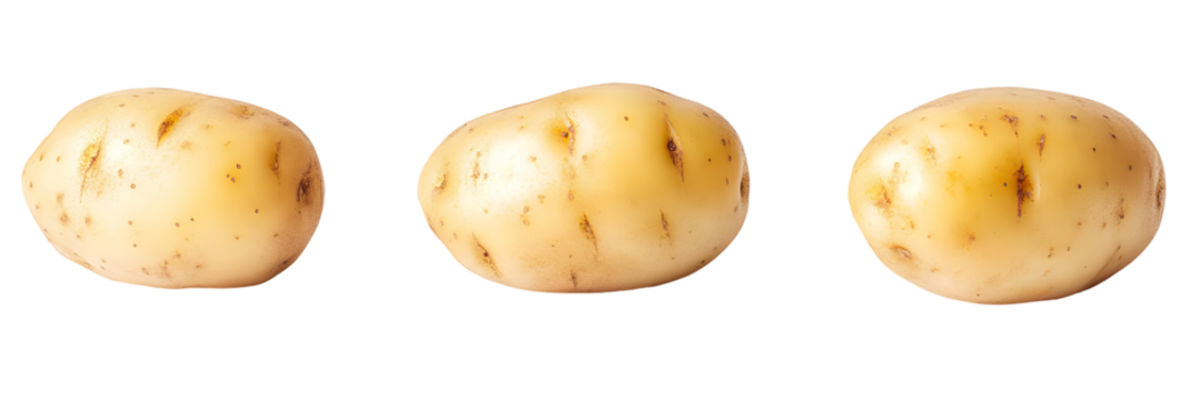 Three brown organic acorns, a starch-free fruit, isolated on white