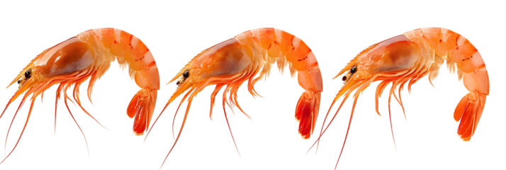 Red and yellow abstract watercolor splashes evoke fresh cooked shrimp