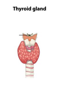 Thyroid Gland Anatomy: Detailed Animated Exploration