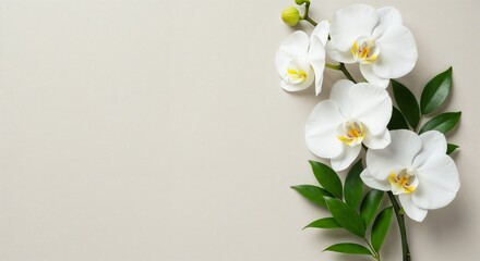 Obraz premium Background of white orchids elegantly arranged with green leaves 