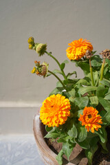 Calendula flowers in the pot against light monochrome background, close-up, vertical minimalistic photo with copy space. Several stages of flowering in one image. Bright flower and bud.