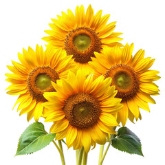 Fototapeta premium sunflower isolated on white background
