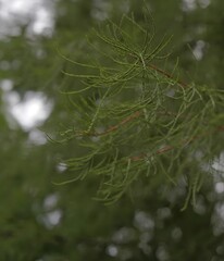 Close-up of Green Tree Branch
