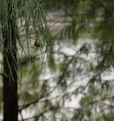 Cypress Tree Foliage