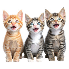 Three kittens with their mouths open captured in an endearing moment full of curiosity and playfulness on transparent background transparent background