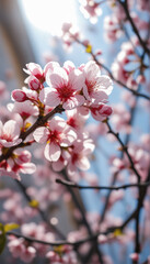 Obraz premium Blooming Cherry Blossoms in Spring Sunshine