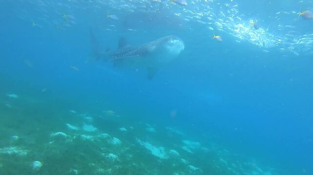 Giant whale shark is eating in Oslob, Cebu, Philippines.
