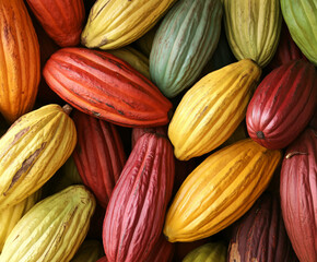 Fototapeta premium cocoa pods, which are the fruit of the cacao tree