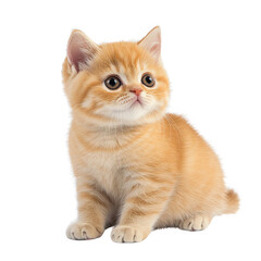 Obraz premium Cute kitten with big eyes and soft fur on a transparent background capturing the essence of playfulness and innocence transparent background