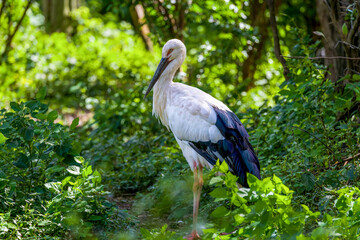 Fototapeta premium The Oriental White Stork, a first-class protected animal in China.