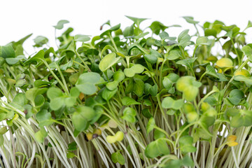 Close up of radish micro green sprouts.