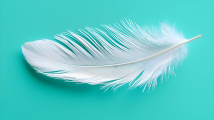 Obraz premium Delicate White Feather on Teal Background