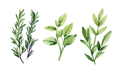 Fototapeta premium Watercolor Rosemary Basil Bay Leaves Parsley Illustration, Minimalist Herbal Design