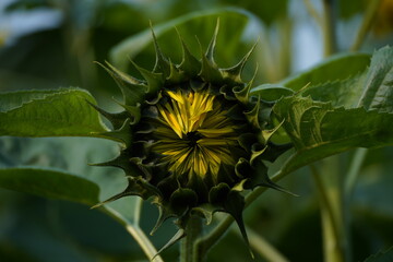 Sunflower in the garden.