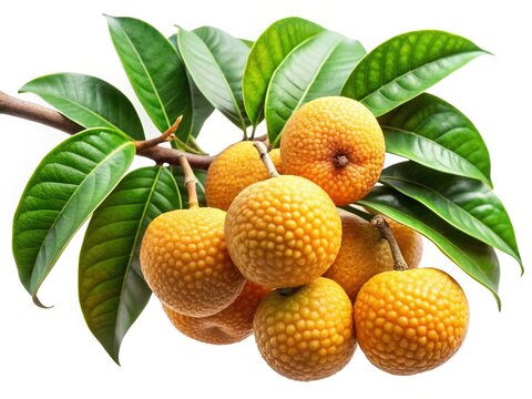 A Closeup of a Branch of Ripe Yellow Cerbera Odollam Fruits with Lush Green Leaves