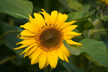 Sunflower in the garden.