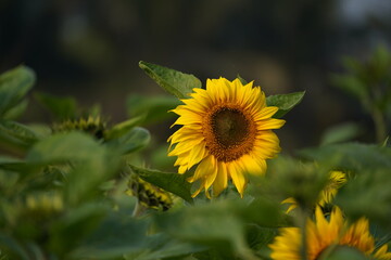 Sunflower in the garden.
