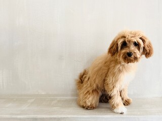 Small dog sitting on the table watching attentively.