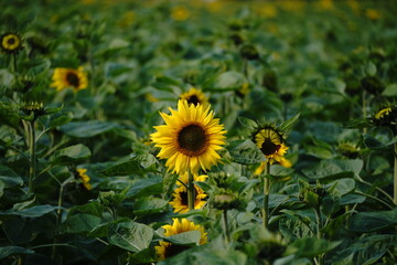 Sunflower in the garden.