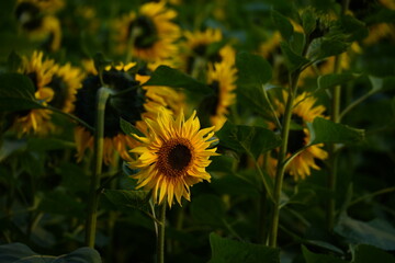 Sunflower in the garden.