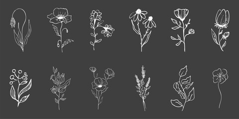 Floral botanical feminine wild flower summer line sketch chalk drawing. Trendy minimal elements wedding herbs, minimalistic flowers with elegant leaves. Tiny tattoo, elegant rustic