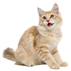 Adorable Fluffy Cream Tabby Kitten Sitting and Meowing