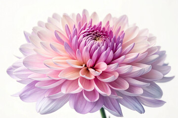 Chrysanthemum flower photography on white background