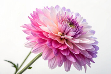 Chrysanthemum flower photography on white background