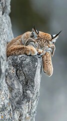 Obraz premium A sleeping lynx resting peacefully on a large gray rock