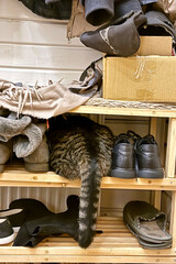the gray cat is sitting on the shoe rack, on the shelf between the shoes