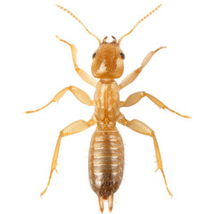 Close-up detail of an insect showcasing its features and texture in natural light.