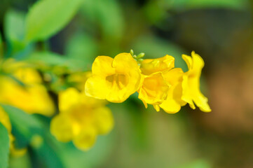 Trumpet vine, Yellow bell or Yellow elder or yellow flower