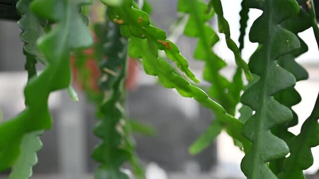 Detailed view of green zigzag cactus stems hanging in an indoor setting, showcasing unique plant texture and natural patterns.
