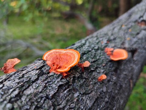 saprobic fungus, with a red, orange cap, on a thin stem, concentrically zonal, thinly felted, against the background of a log covered with dark, gray bark, and greenery, in a park or forest in India
