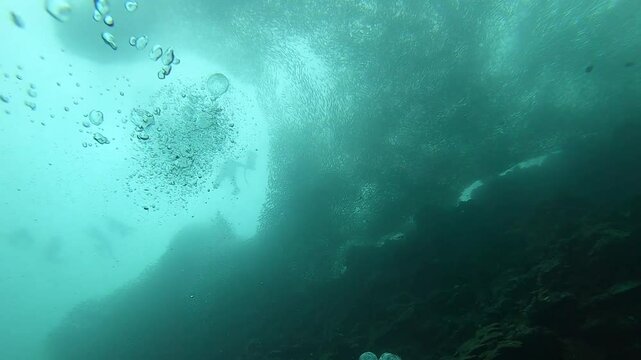 A huge school of fish is moving at Napaling Reef in Panglao Island, Philippines.