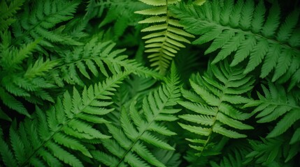 Lush green ferns fill the frame, showcasing intricate leaf details. Perfect for backgrounds, nature themes, or ecological presentations.