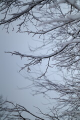 snow on the tree brunches