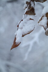 snow covered branches