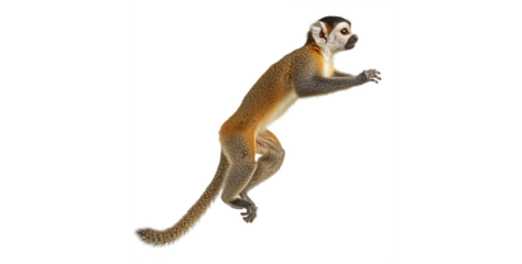 A squirrel monkey in motion isolated on transparent background 