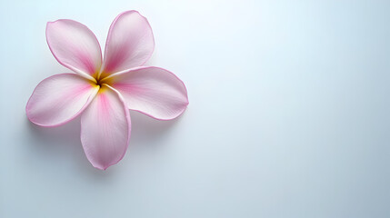 Obraz premium A pink flower with yellow petals is in the foreground