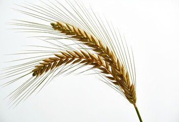 Fototapeta premium Elegant Barley Plant Close-Up: Realistic Studio Shot Isolated on Pure White, Perfect for Food Product Photography & Agricultural Marketing.