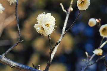 早春に咲く一輪の梅