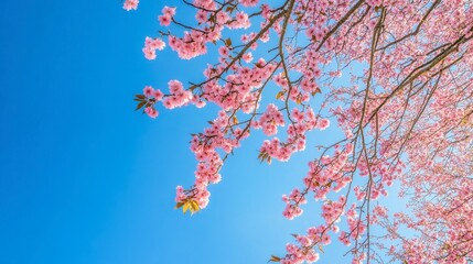 Pink Cherry Blossom Against Clear Blue Sky in Early Spring Season