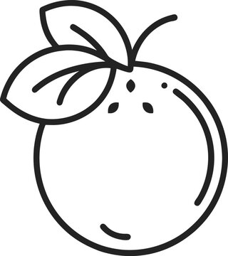 vector illustration of farkleberry fruit.