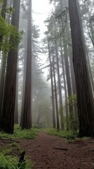 Fototapeta premium Misty Forest Path with Soft Light Filtering Through Tall Trees
