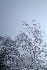 tree in snow